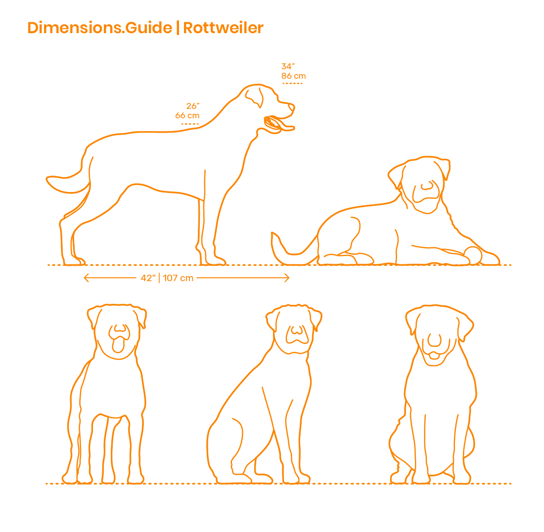 Dogs Dog Breeds Dimensions & Drawings Dimensions.Guide