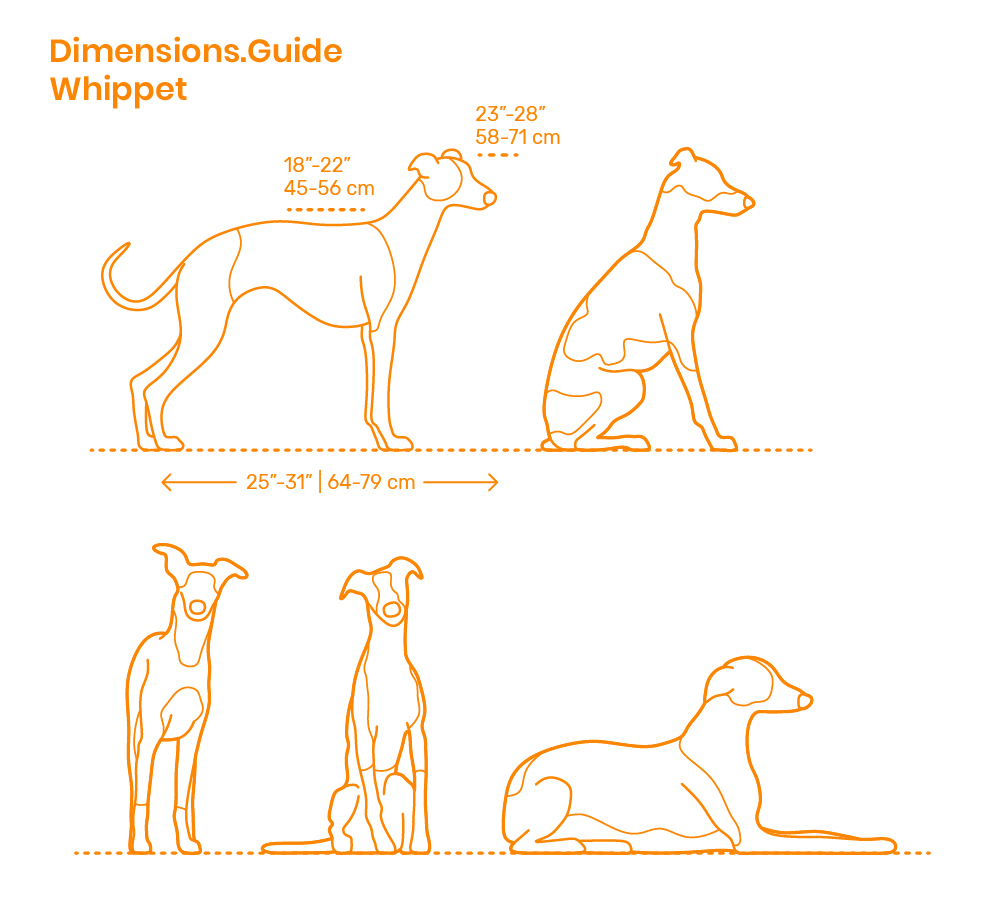 Dogs Dog Breeds Dimensions & Drawings Dimensions.Guide