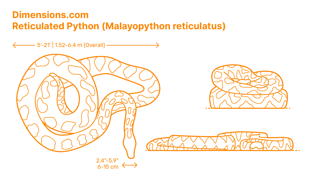 Ball Python (Python regius) Dimensions & Drawings | Dimensions.com