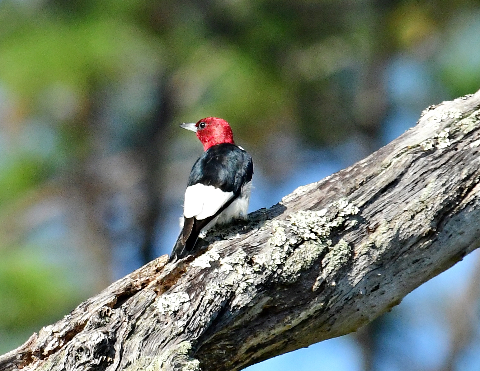 All of the different colors of birds Dina's Wildlife Adventures