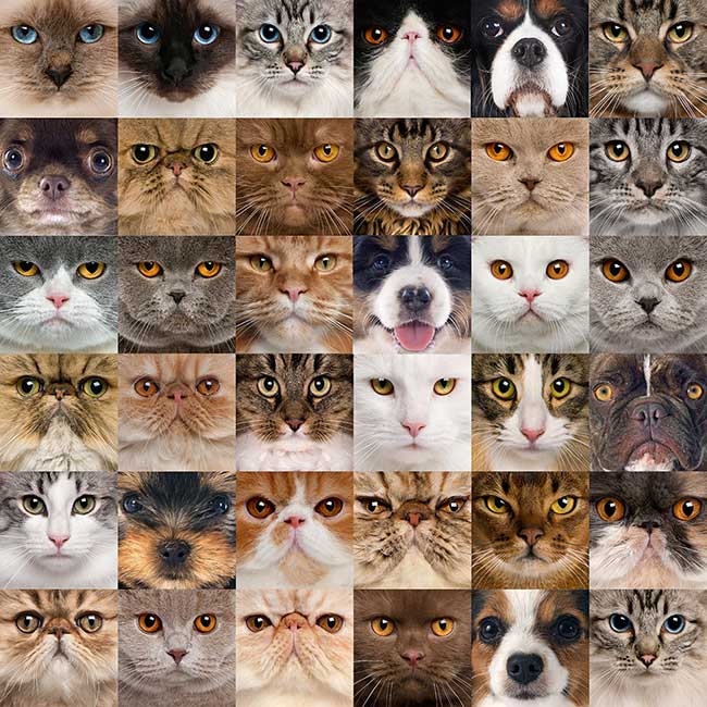 Machine Learning DING Application Development, Machine Learning and