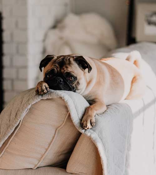 Overnight Dog Boarding Dingo's Dogsitting