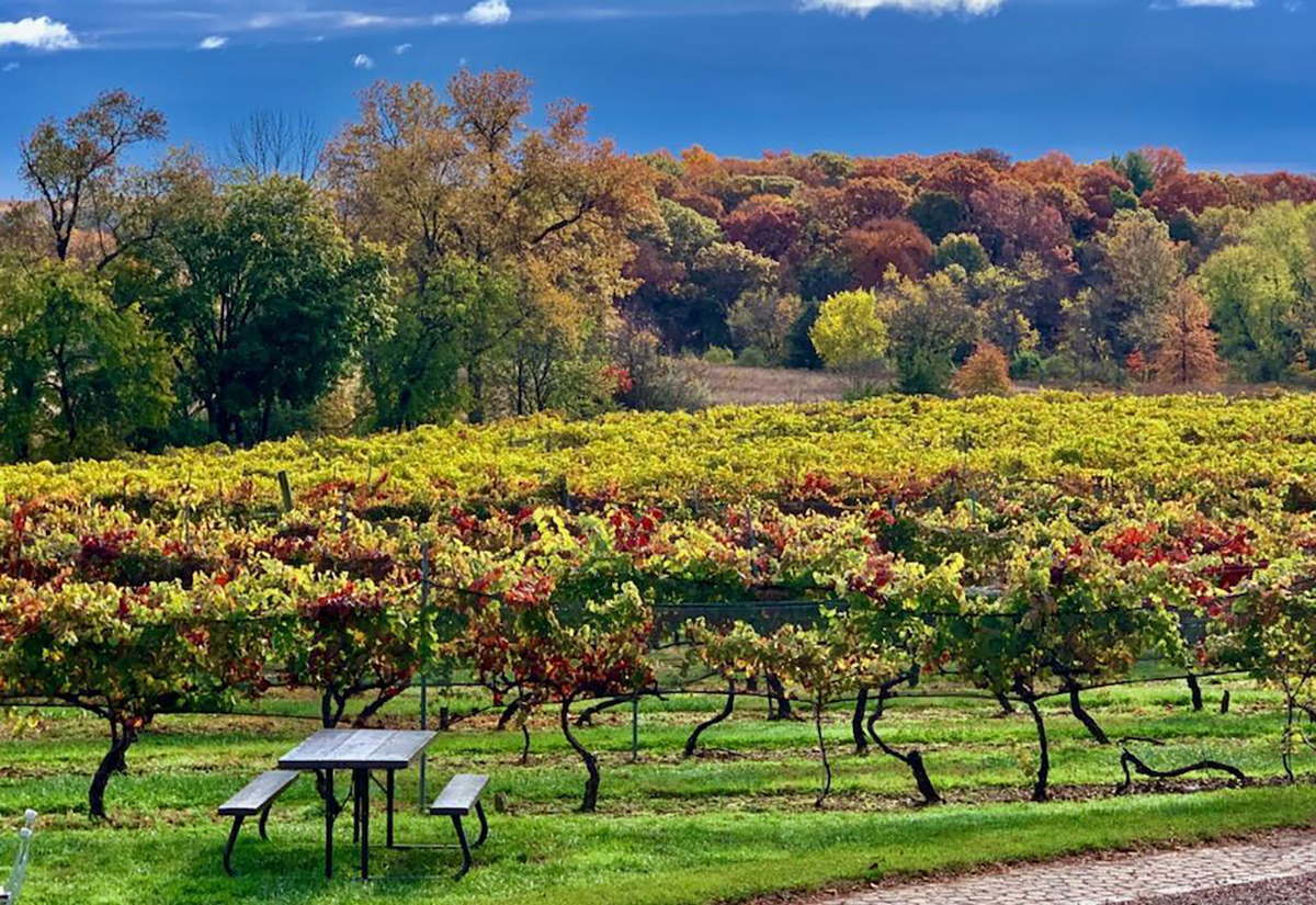 Old York Cellars Uncorking New Jersey Best South Jersey Winery