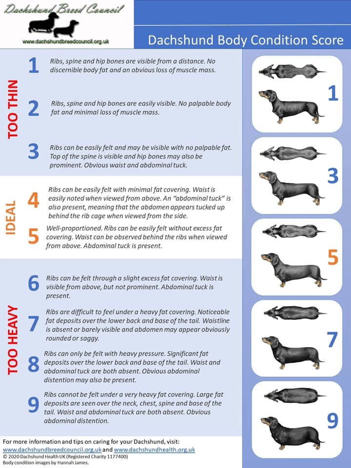 Dachshund Body Condition Score Dachshunds in need in South Africa