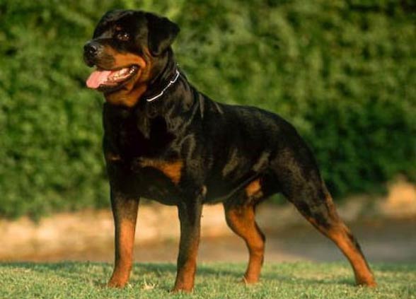 Rottweiler