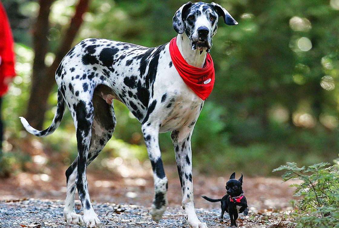 Very Tall Dog Breeds