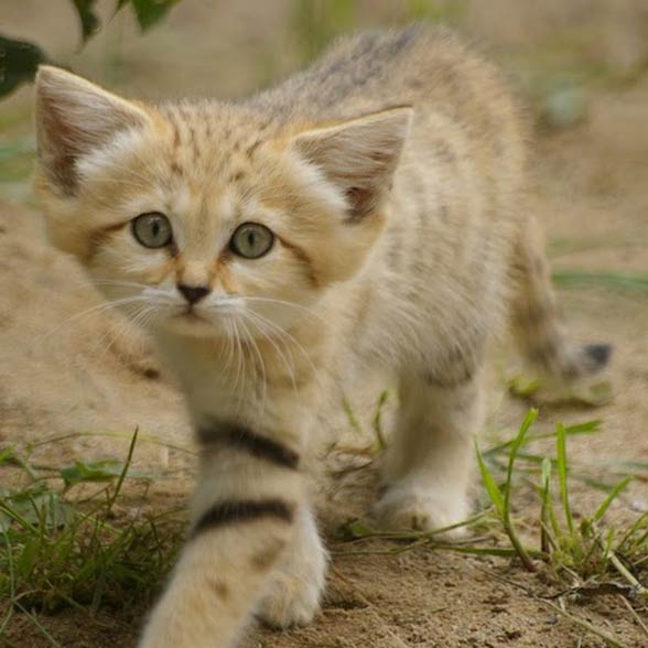 Sand cat smallest wild cat