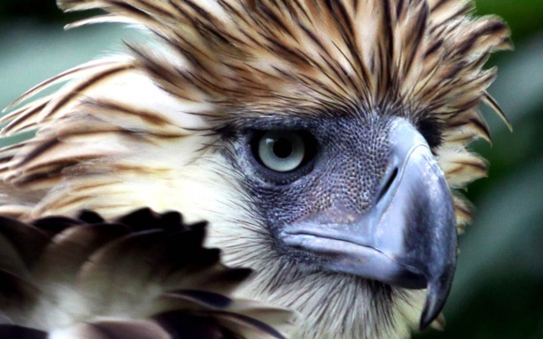 Philippine eagle the largest eagle in the world