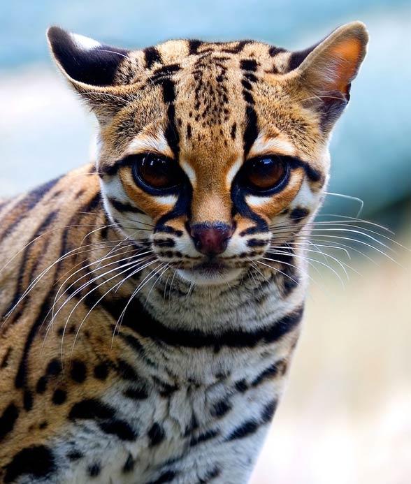 Margay cat with eyes