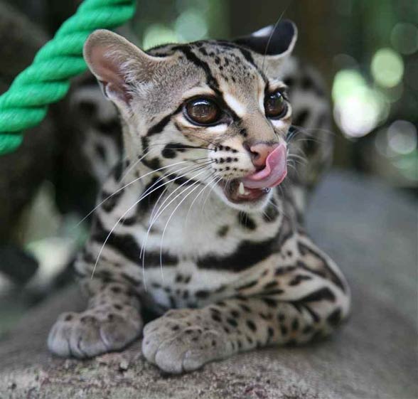 Margay cat with eyes