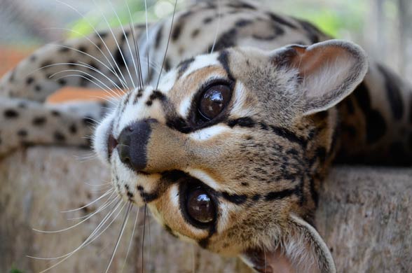 Margay cat with eyes