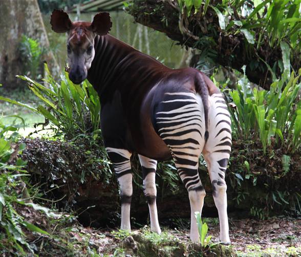 Okapi (Okapia johnstoni) the African unicorn
