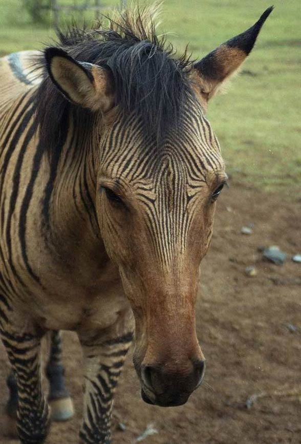 Zebroid a crossbred of a zebra and a horse