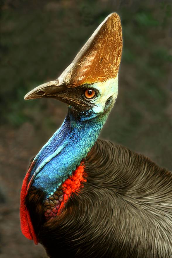 The cassowary