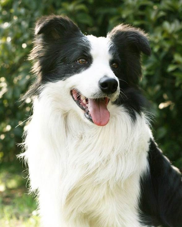 Border Collie the smartest dog in the world