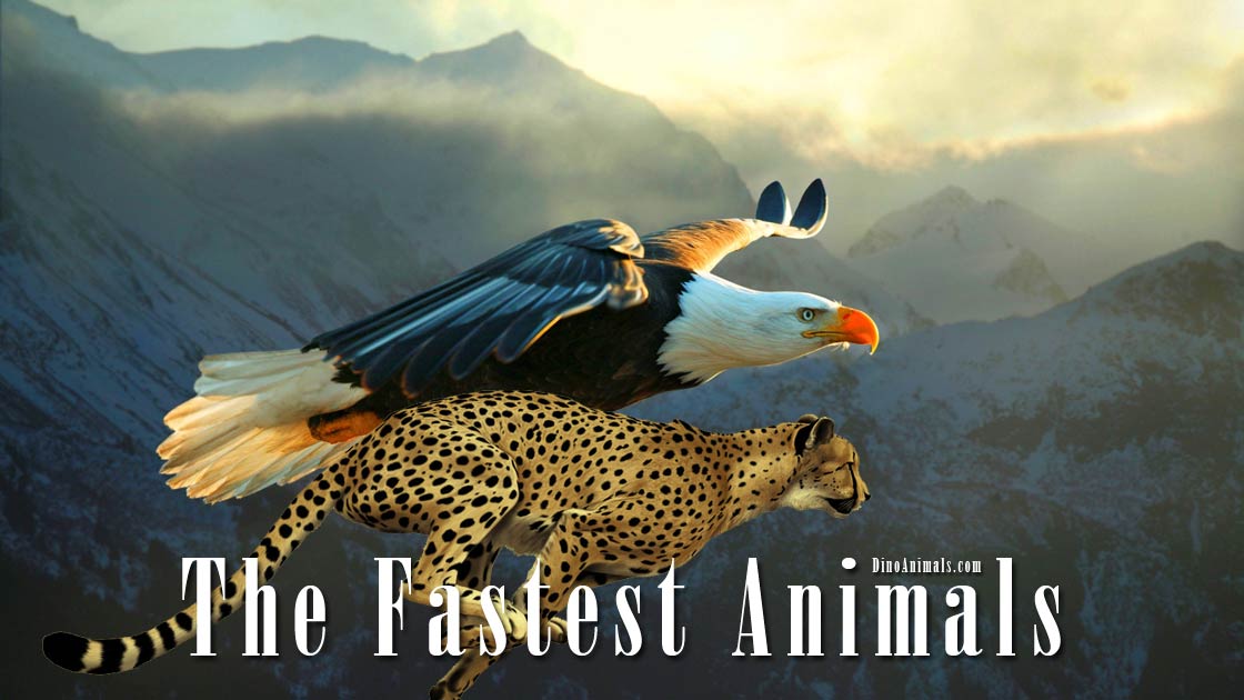 The fastest animals birds, mammals, fish, reptiles and insects