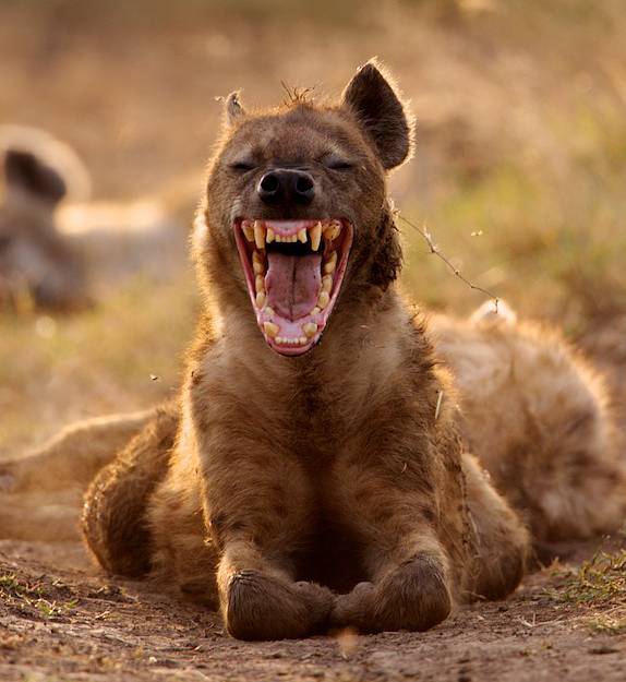 Hyena Jaws