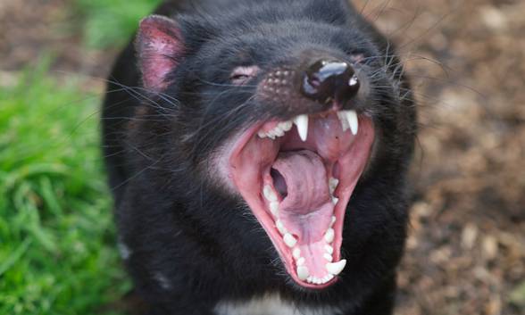 The strongest jaws of mammals Top 10