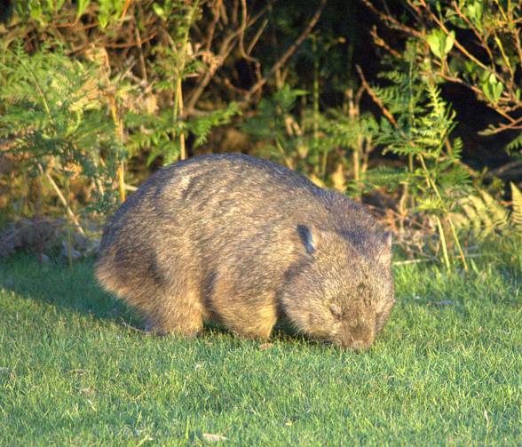 Wombat plump mammal