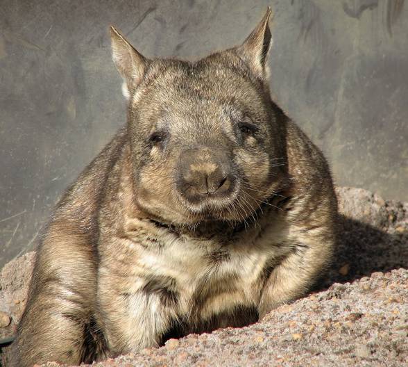 Wombat plump mammal