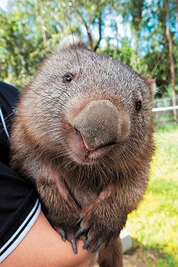 Wombat plump mammal