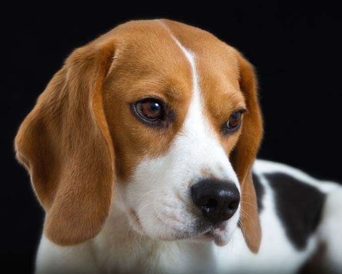 Beagle a friendly dog