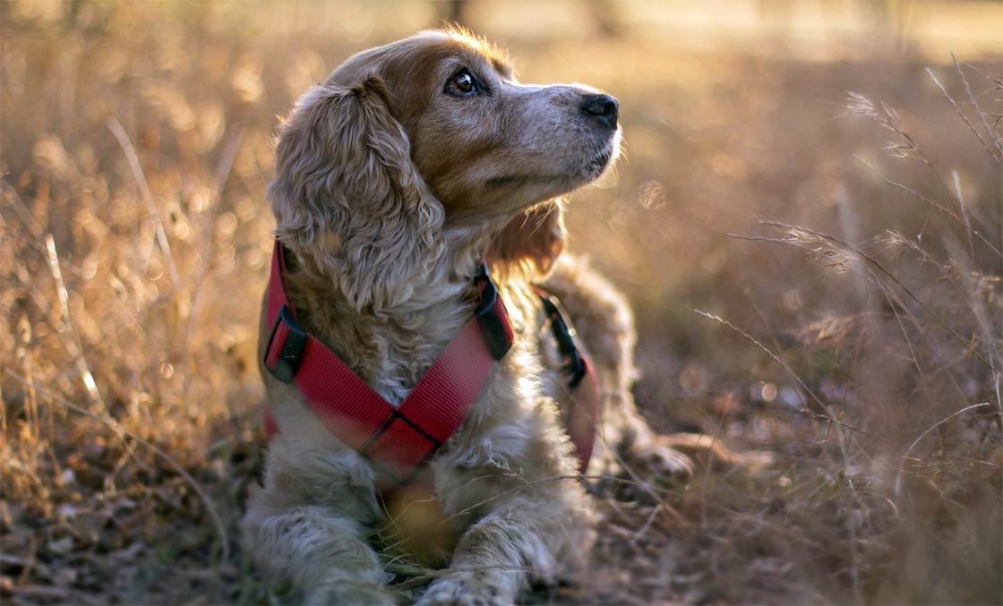 Are English Cocker Spaniel The Most Intelligent Dogs