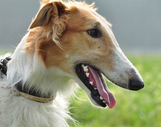 Are Chortai Aggressive