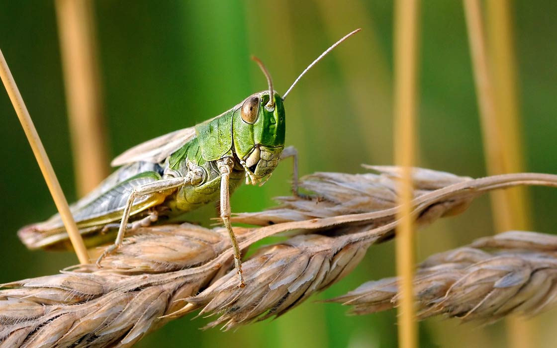 Locust anticollision system