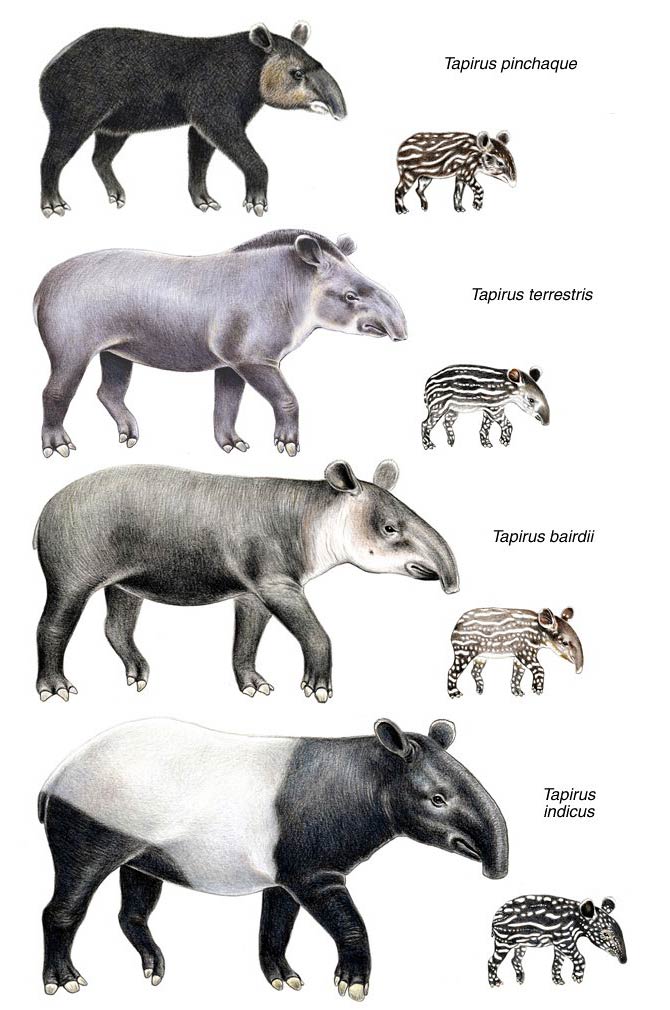 Tapir (Tapirus) an eclectic animal