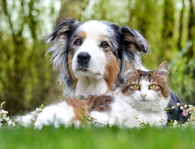 Australian Shepherd wonderful dog