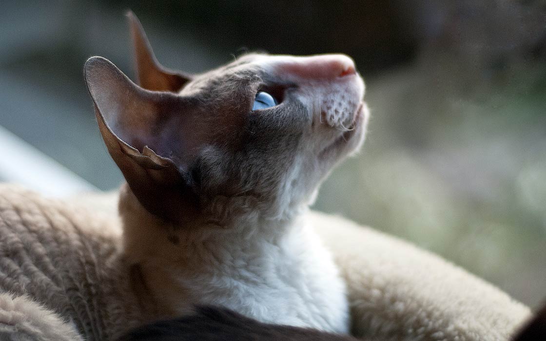 Cornish Rex