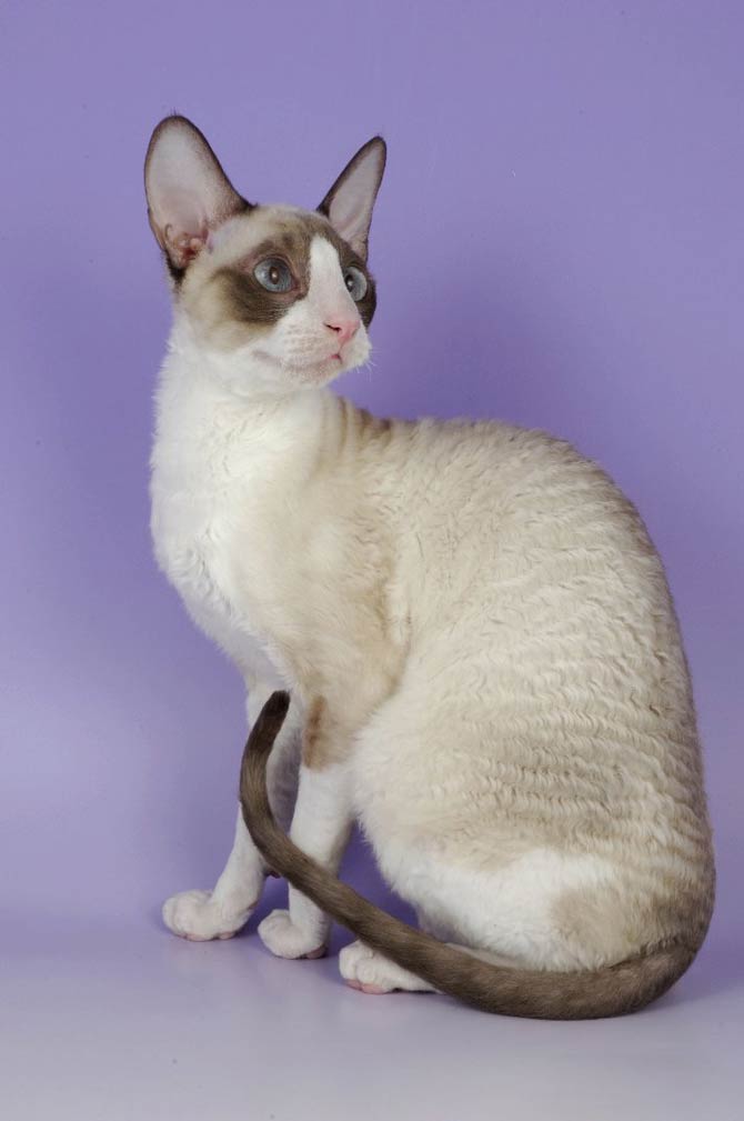 Cornish Rex