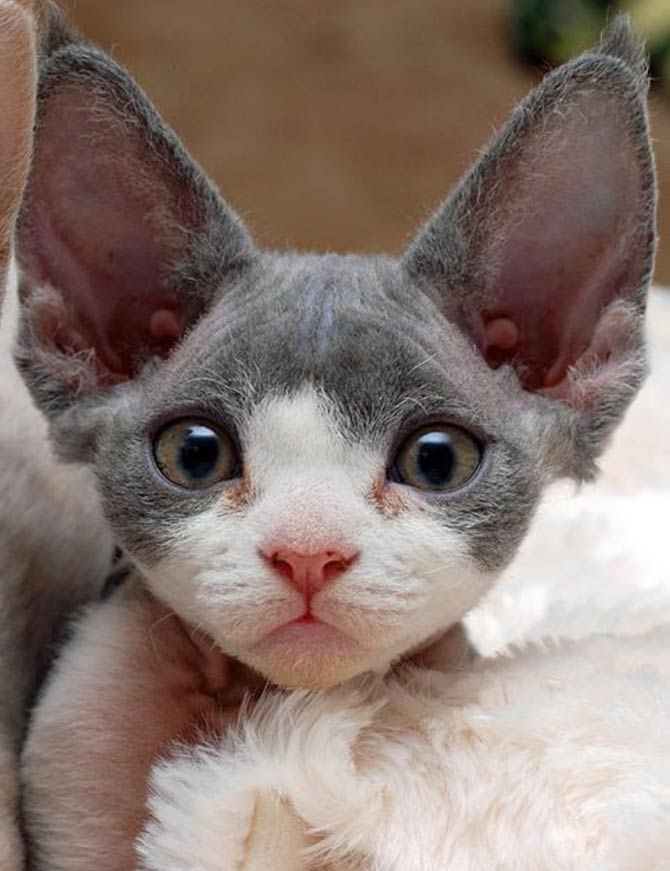 Cornish Rex