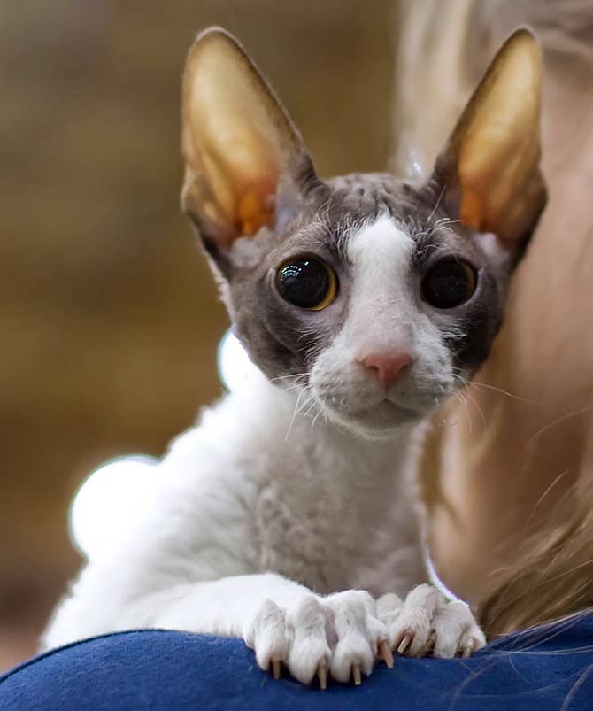 Cornish Rex
