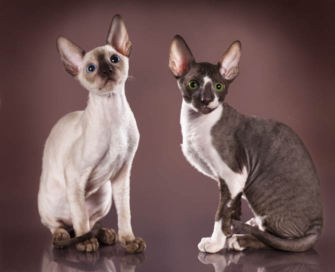 Cornish Rex