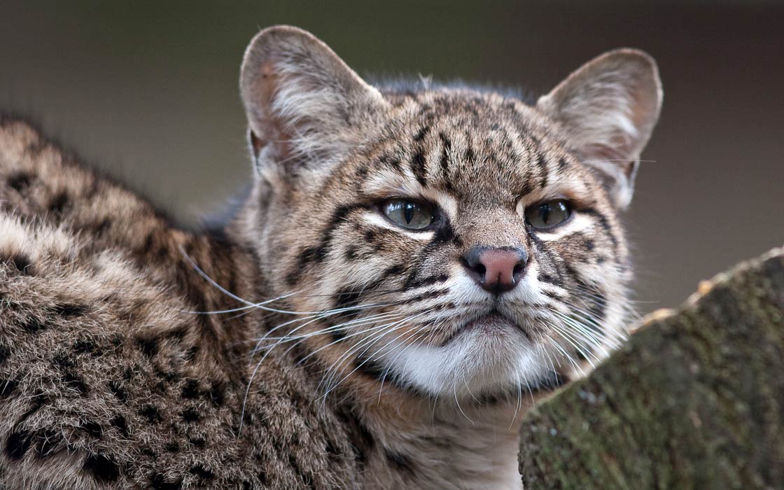 Geoffroy's cat (Leopardus geoffroyi) characteristic predator
