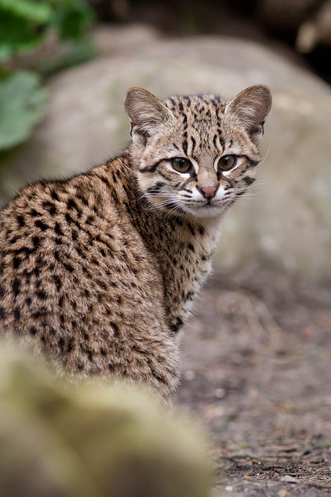 Geoffroy's cat (Leopardus geoffroyi) characteristic predator