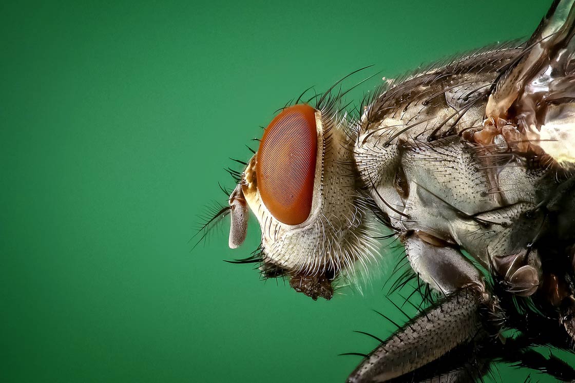 The fly and its extraordinary abilities | DinoAnimals.com