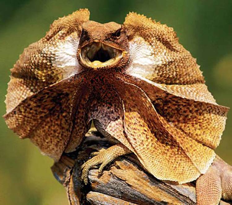 Lizards the Secret World of Lizards