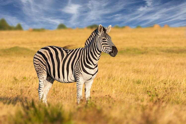 Zebra