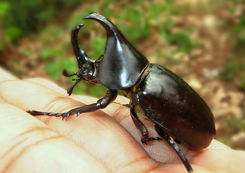 5 Strongest Animals In The World