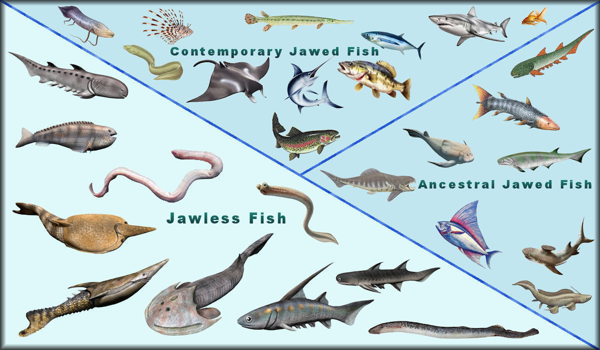 Visual family tree of Fish