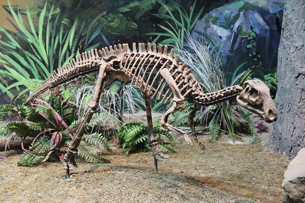 Letter B Dinosaur Names Beginning With B AZ list of Dinosaur Names