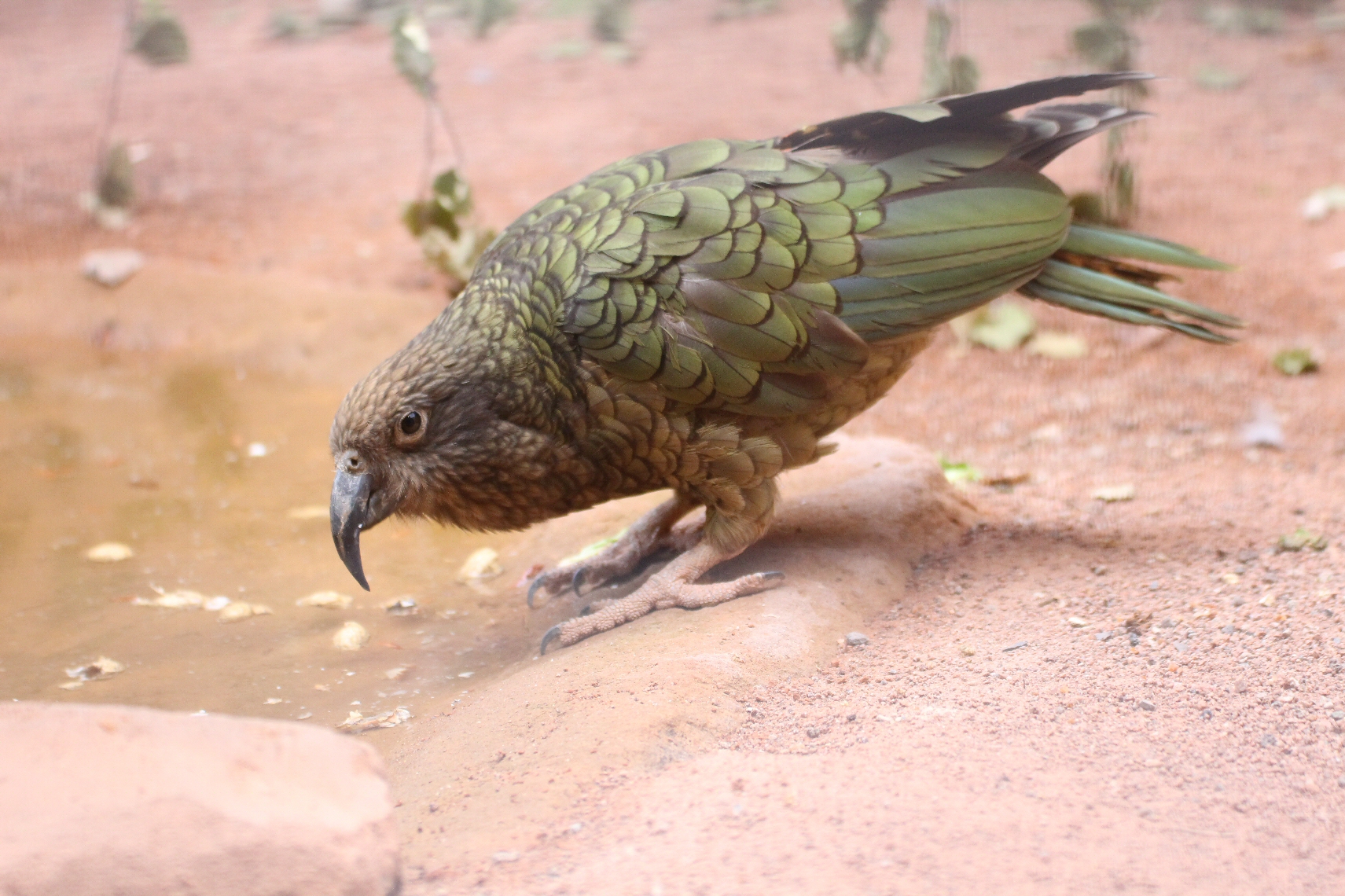 Zoo Berlin bird house’s Australia part 1 dinosaurpalaeo