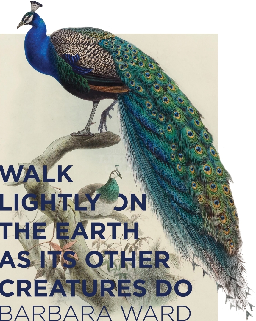 Diocesan Library of Art Walk Lightly On The Earth As Its Other
