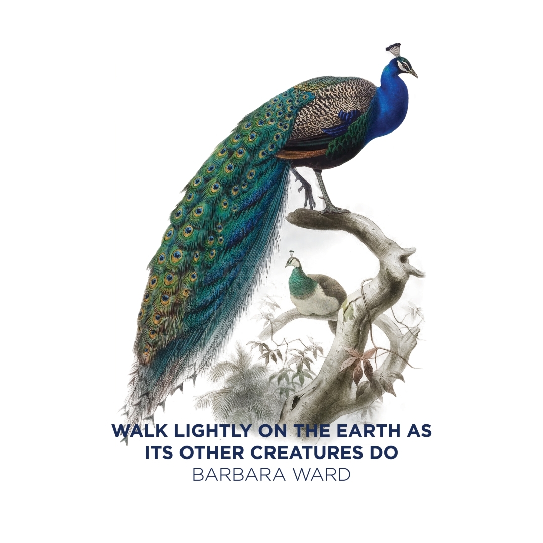 Diocesan Library of Art Walk Lightly On The Earth As Its Other