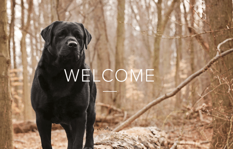 Stoneleigh Labradors