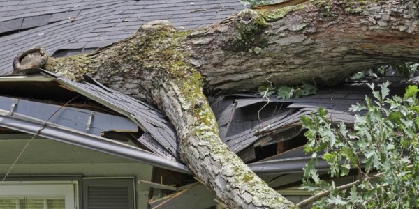 Love Thy Neighbor What To Do When a Tree Falls on a Neighbor’s Property
