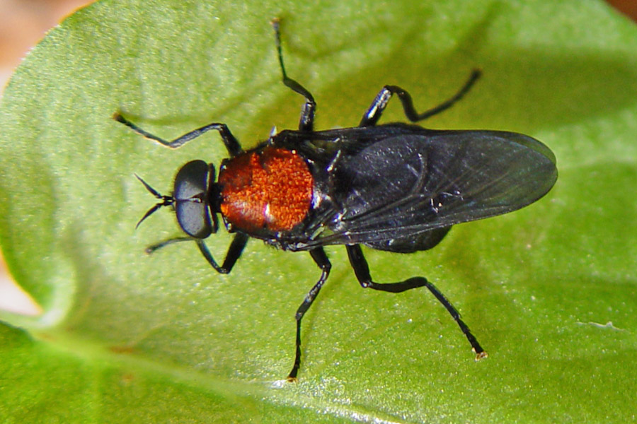 Diptera.info Discussion Forum Black fly with red shining Thorax
